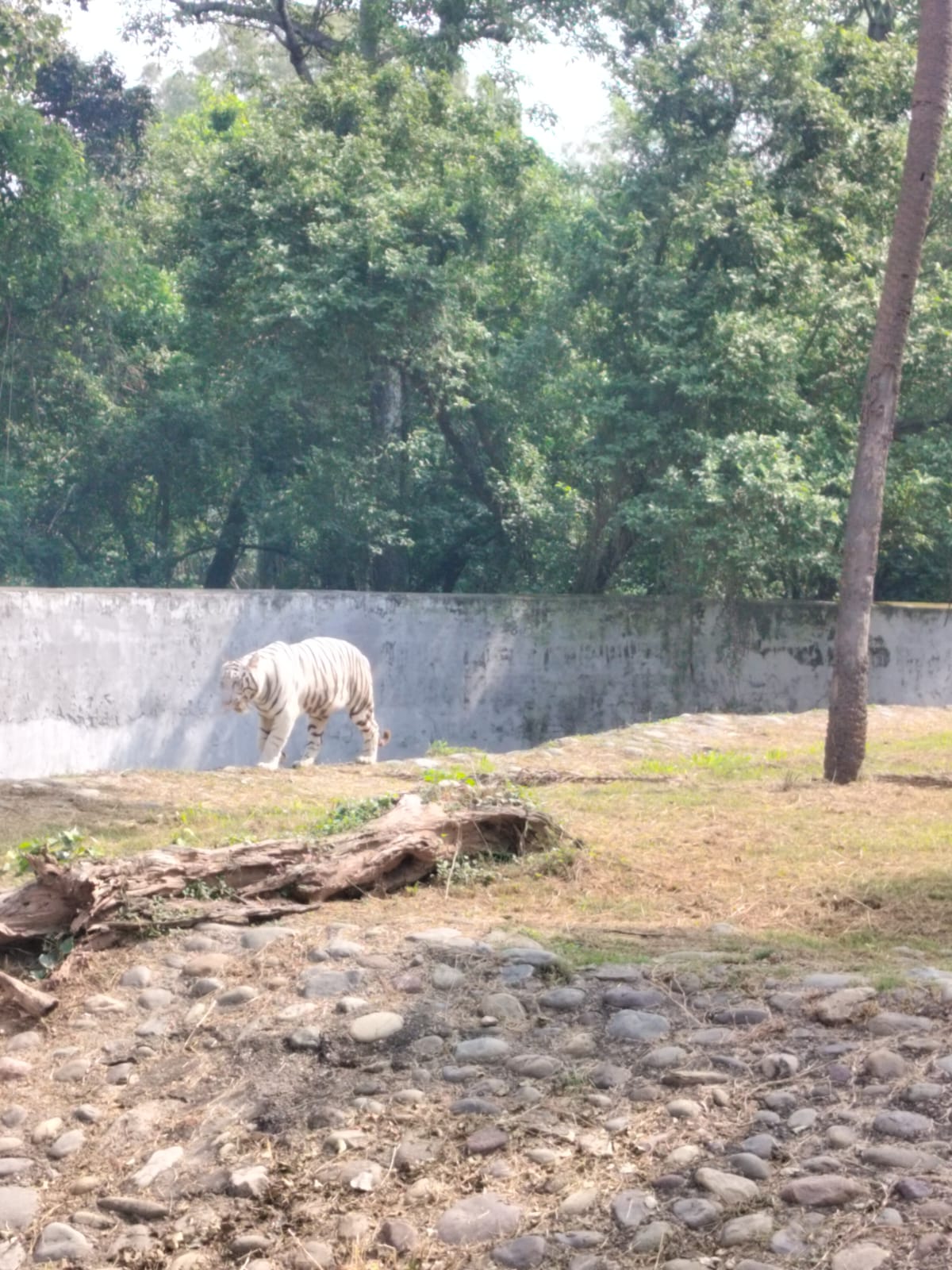 Green surroundings at Chattbir Zoo