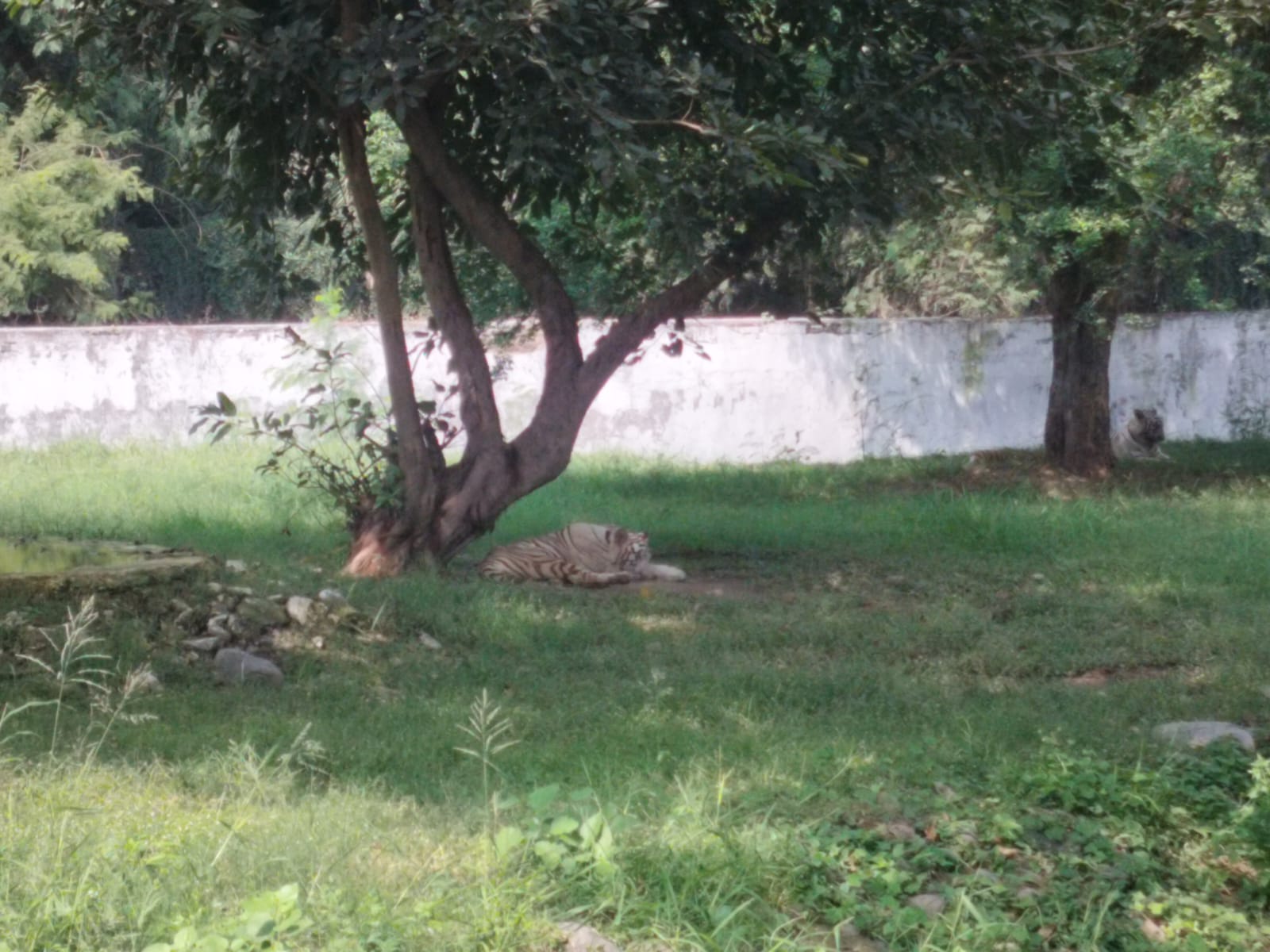 Trees and greenery at Chattbir Zoo