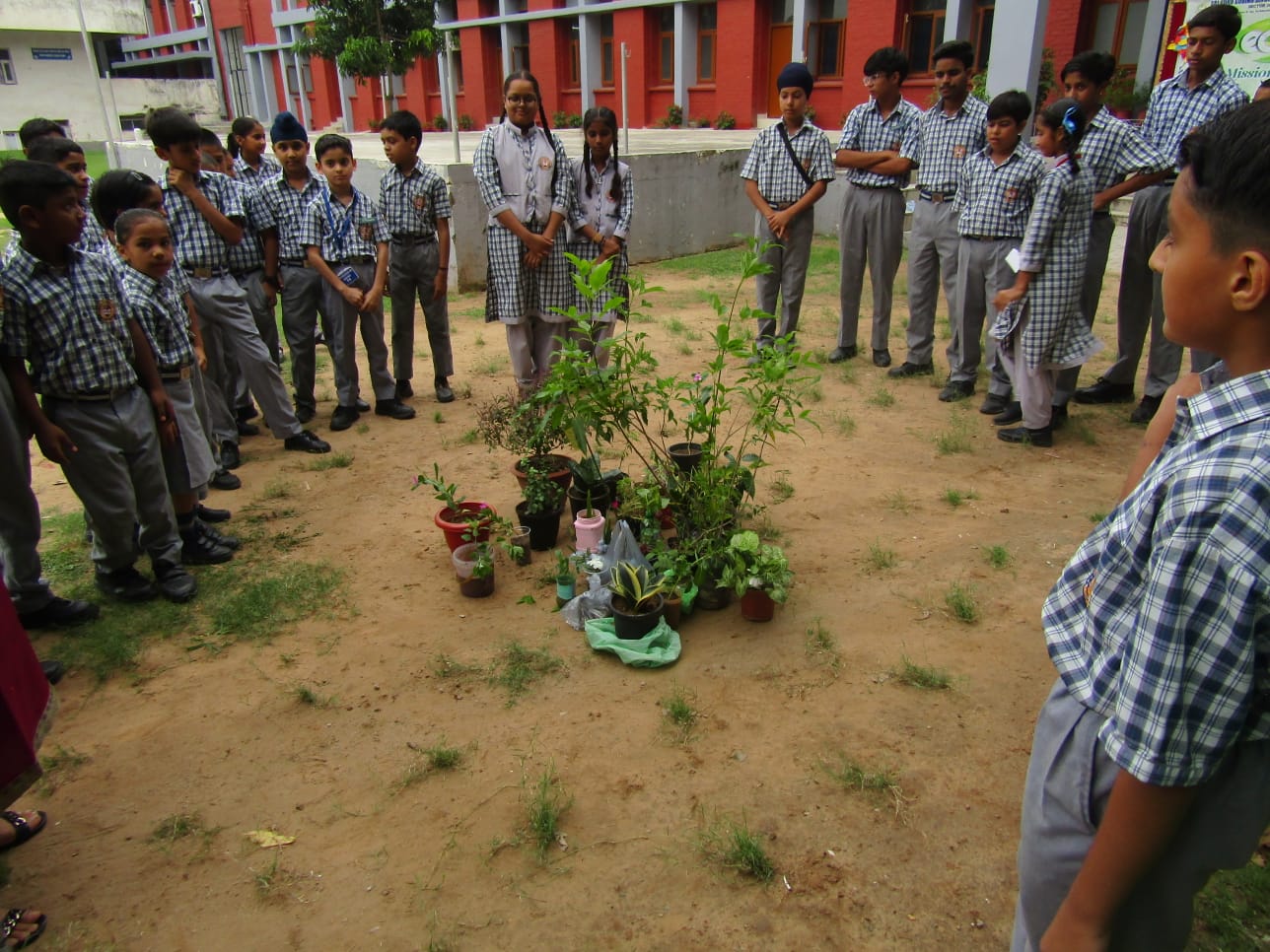 Tree Plantation Drive